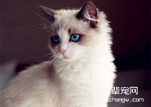 布偶猫
