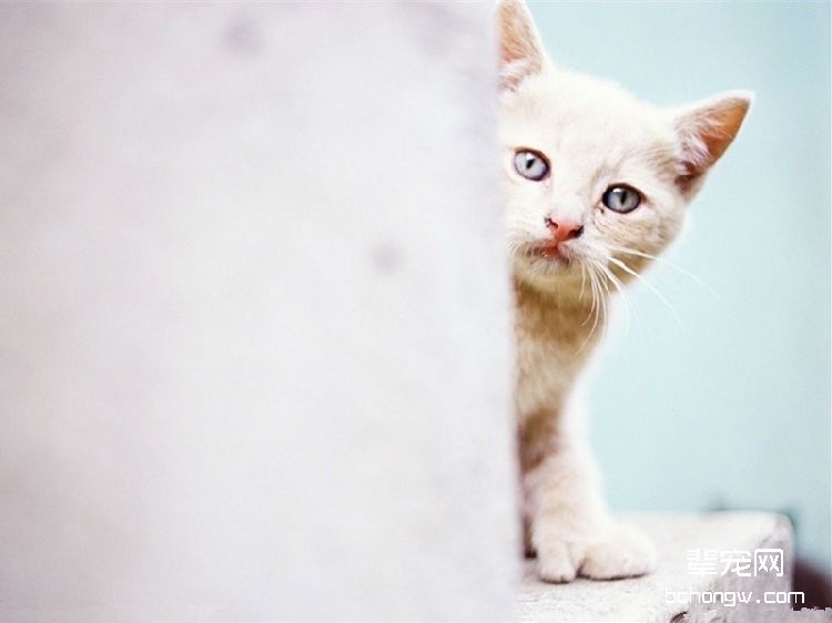 猫咪