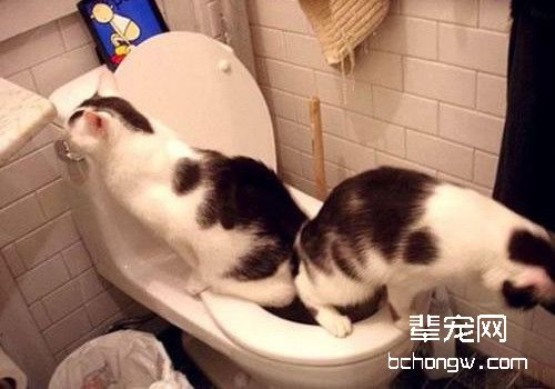 猫咪使用马桶