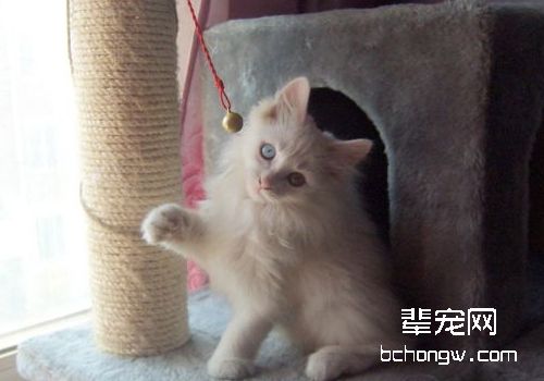 猫咪玩具