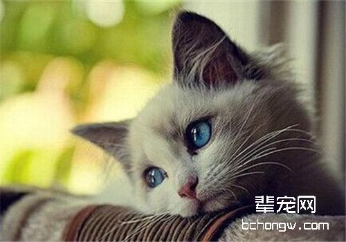 布偶猫