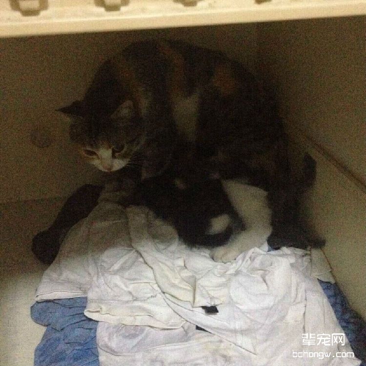 图2  甚至在哺乳期都无法彻底放松下来的猫咪