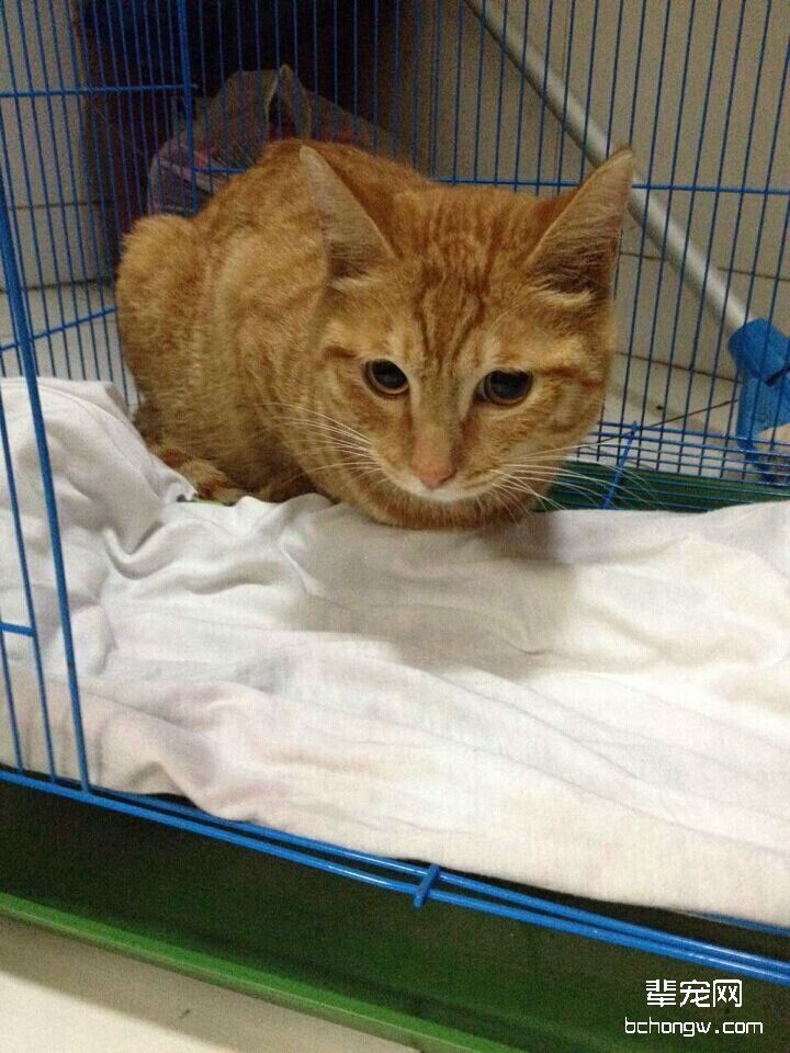 图3  略显犹豫的猫咪