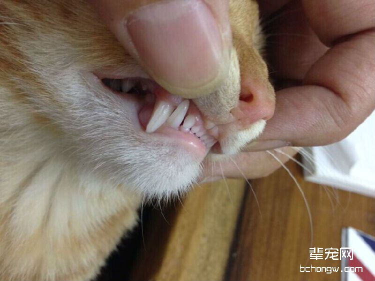 图4  作为掠食者的猫咪拥有锋利的“武器”