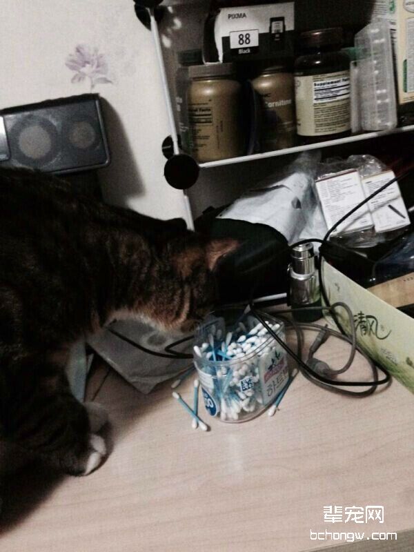 图5  骄纵的猫咪很喜欢翻箱倒柜