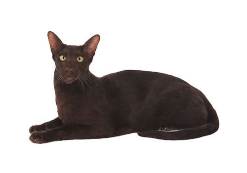 哈瓦那猫