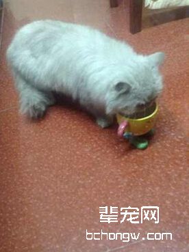图2 不同的纯种猫性格差异也很大，最好挑选跟自己合得来的猫咪
