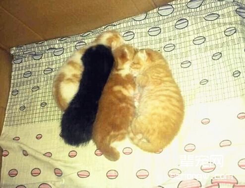 图3 猫咪从出生起就会开始学习