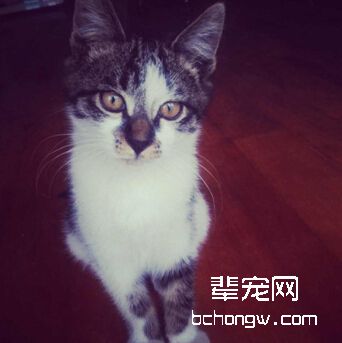 图5 只要主人有耐心和一定的技巧，猫咪就能乖乖坐在你面前接受你的指挥啦！