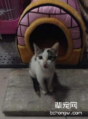图6 进入人类家庭的猫咪需要接受各种训练，比如在猫砂盆尿尿、不乱抓沙发等