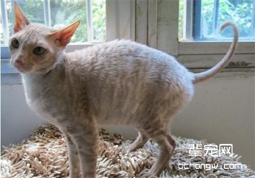 柯尼斯卷毛猫