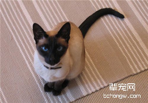暹罗猫