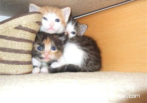 猫咪