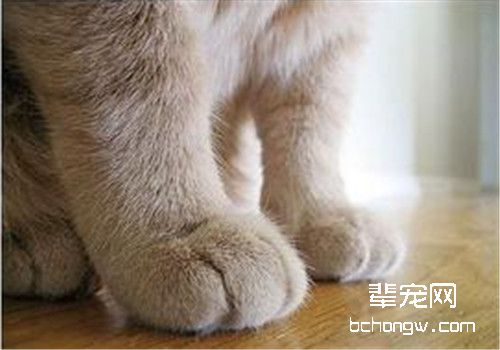猫咪