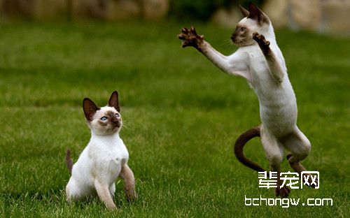 暹罗猫
