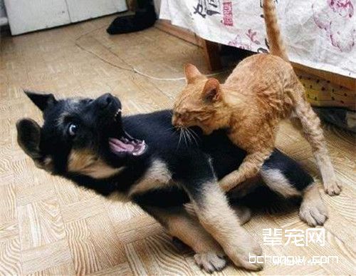 猫咪和狗狗