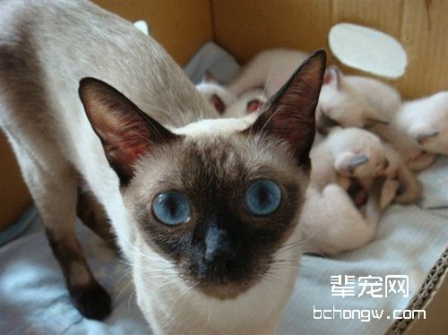 暹罗猫