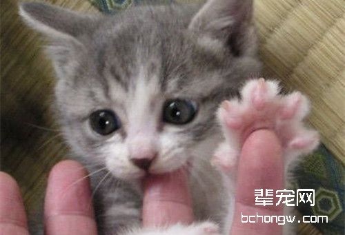 猫咪