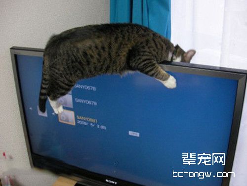 猫咪