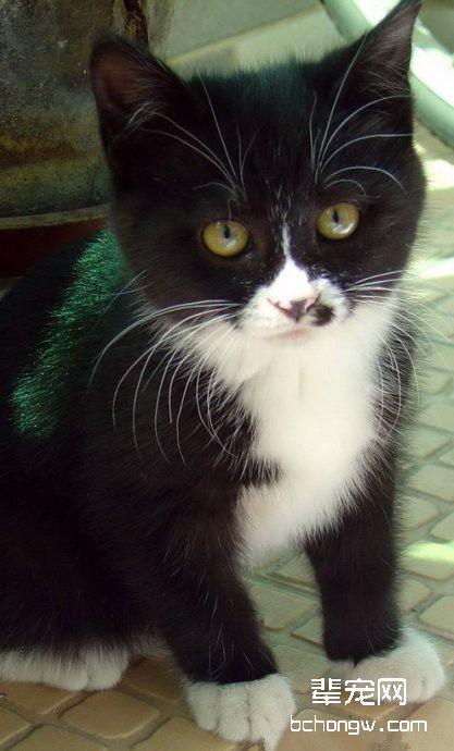 猫咪