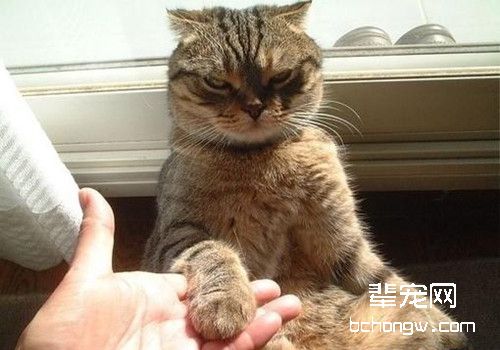 猫咪