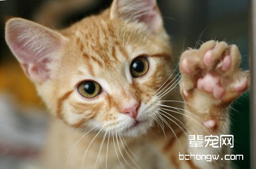 猫咪
