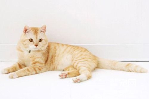 虎斑猫