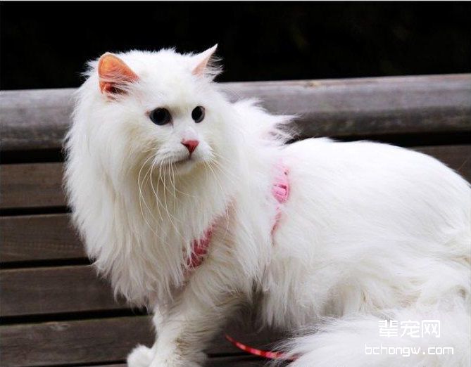 山东狮子猫