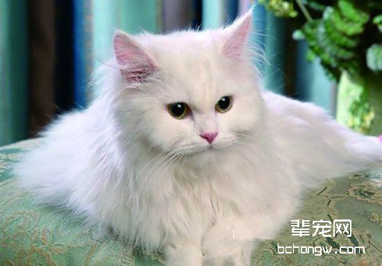 波斯猫