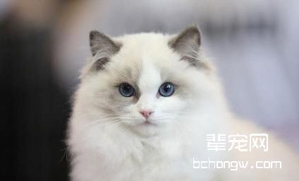 布偶猫