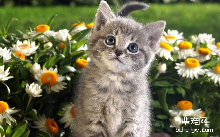 猫咪