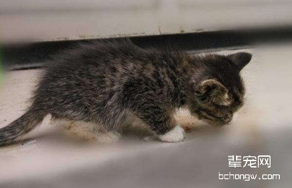 家猫