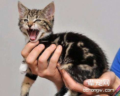 虎斑猫