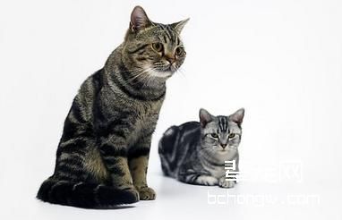 美国短毛猫