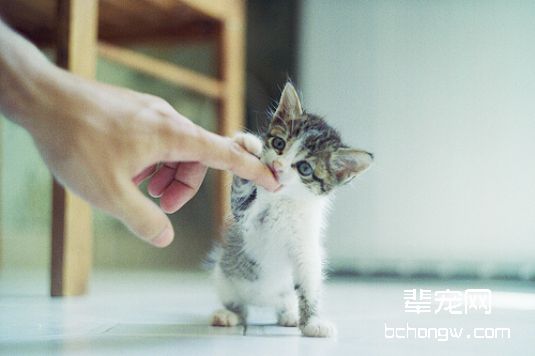 宠物猫