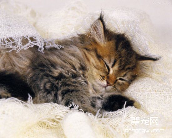 宠物猫