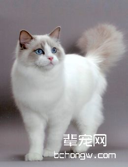 布偶猫