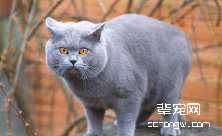 英国短毛猫