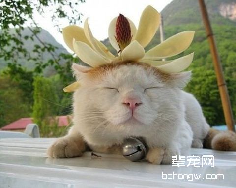 宠物猫