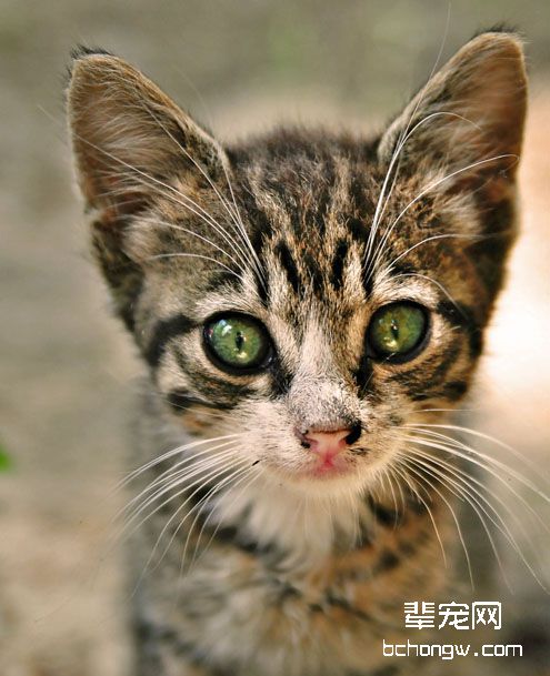 宠物猫