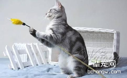 宠物猫