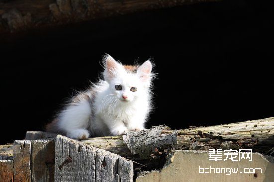 宠物猫