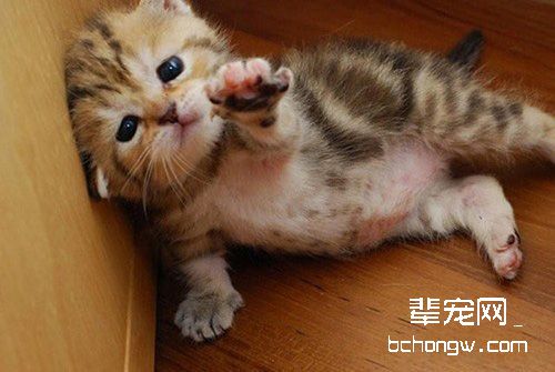 宠物猫