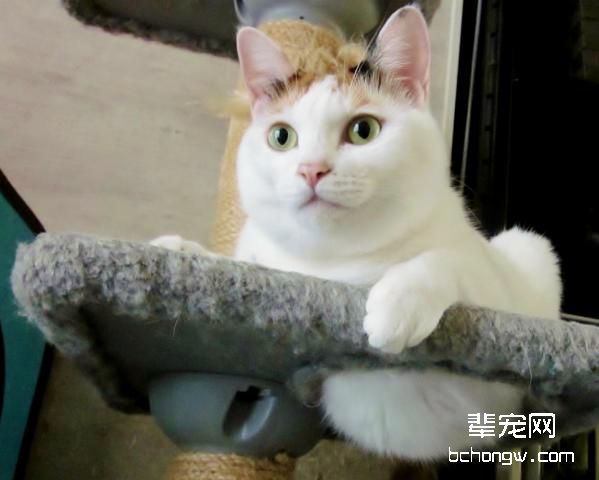 宠物猫