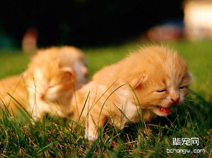 宠物猫