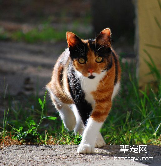 宠物猫