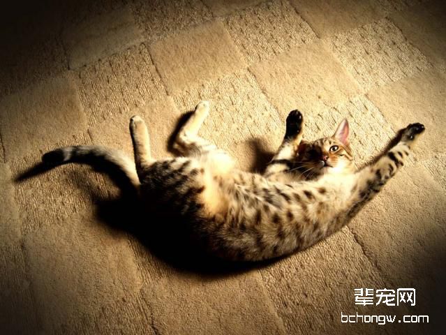 宠物猫
