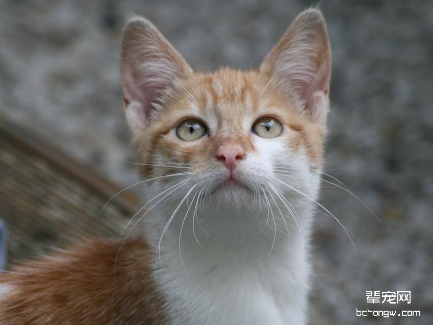 宠物猫