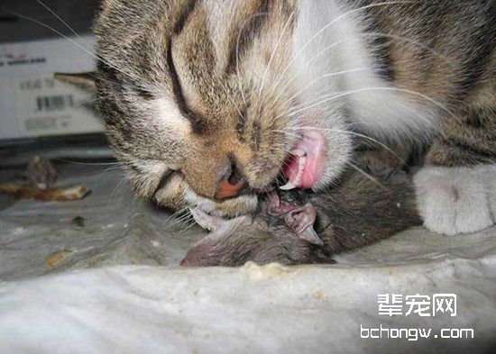 宠物猫