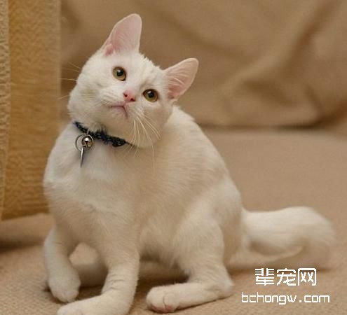 宠物猫